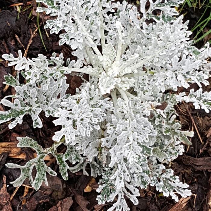 Цинерария приморская сильвердаст