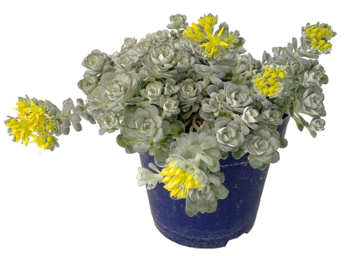 Седум кейп бланко