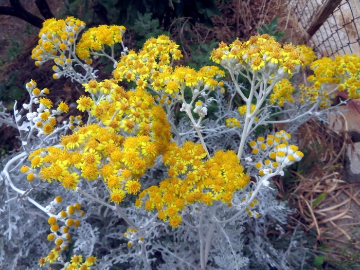 Сизый крестовник senecio