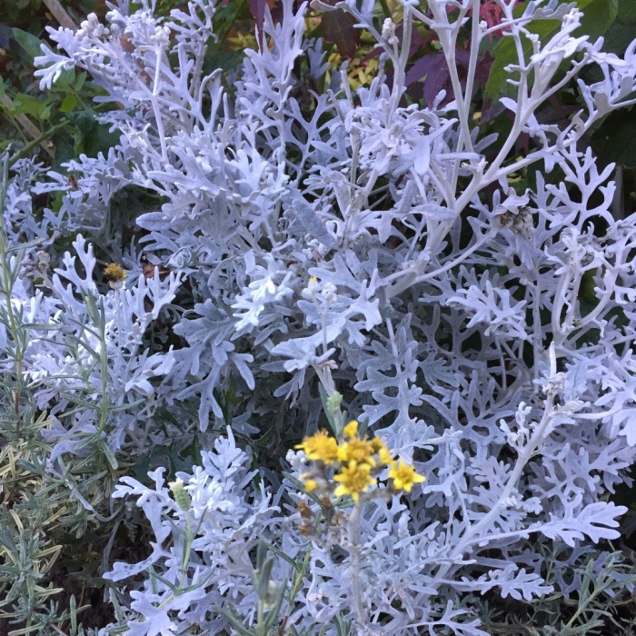 Цинерария приморская senecio cineraria