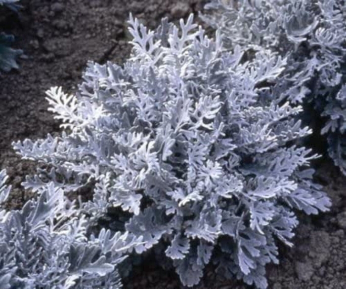 Цинерария серебристая dusty miller