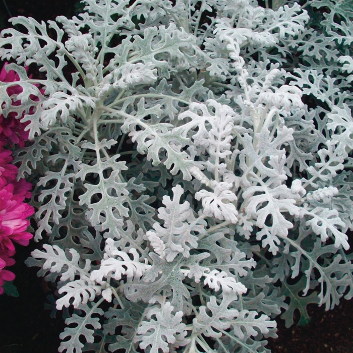 Цинерария приморская senecio cineraria