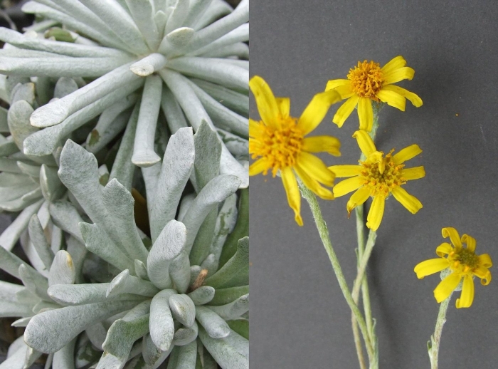 Крестовник виды