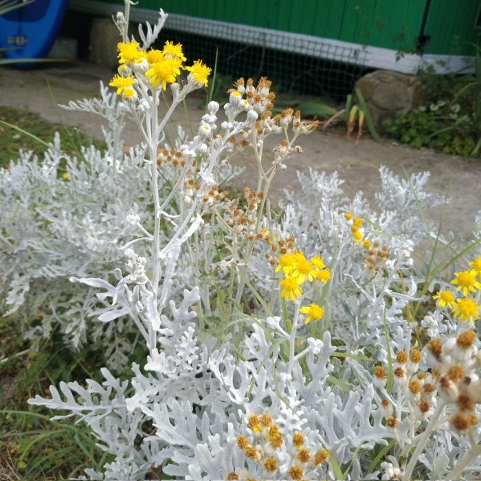 Цинерария крестовник пепельный