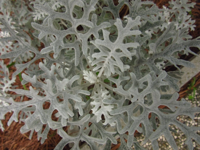 Цинерария приморская senecio cineraria