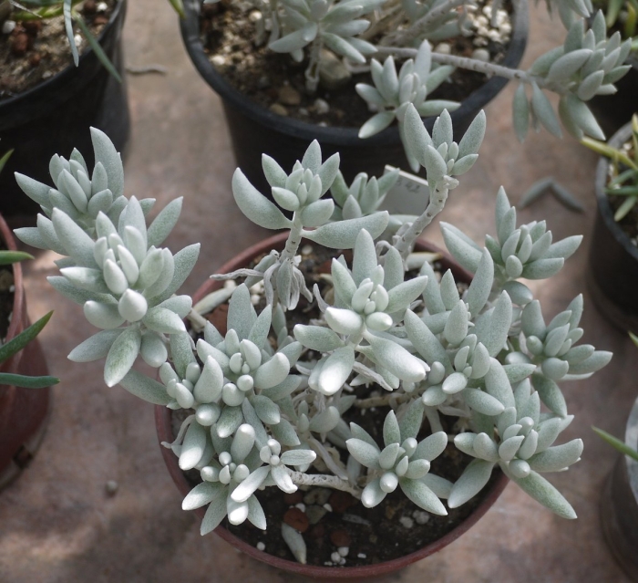 Суккулент senecio haworthii