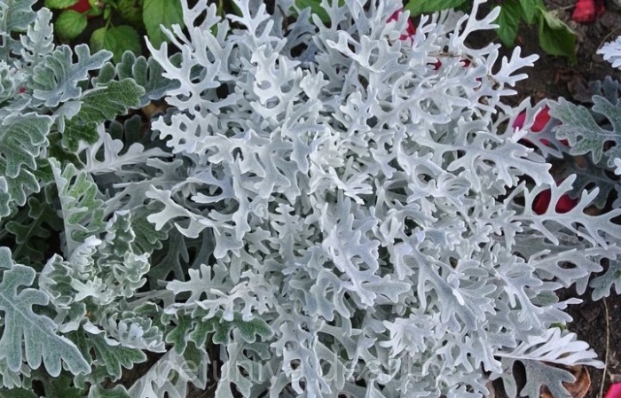 Цинерария приморская серебряная пыль