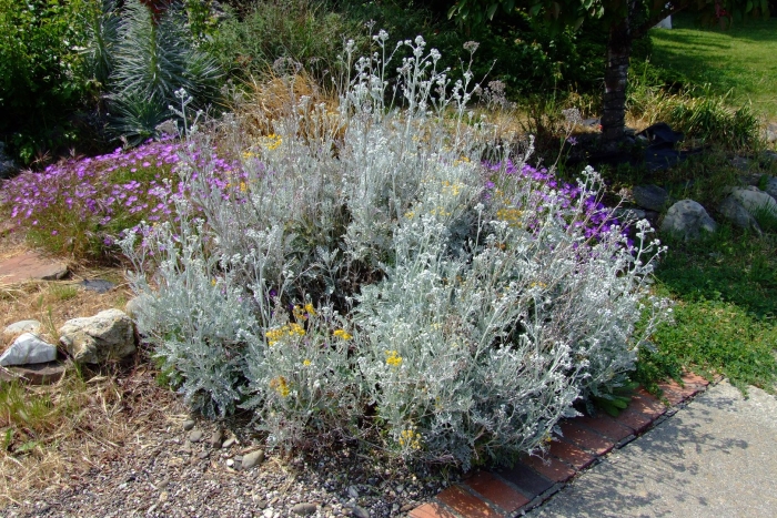 Цинерария приморская senecio cineraria