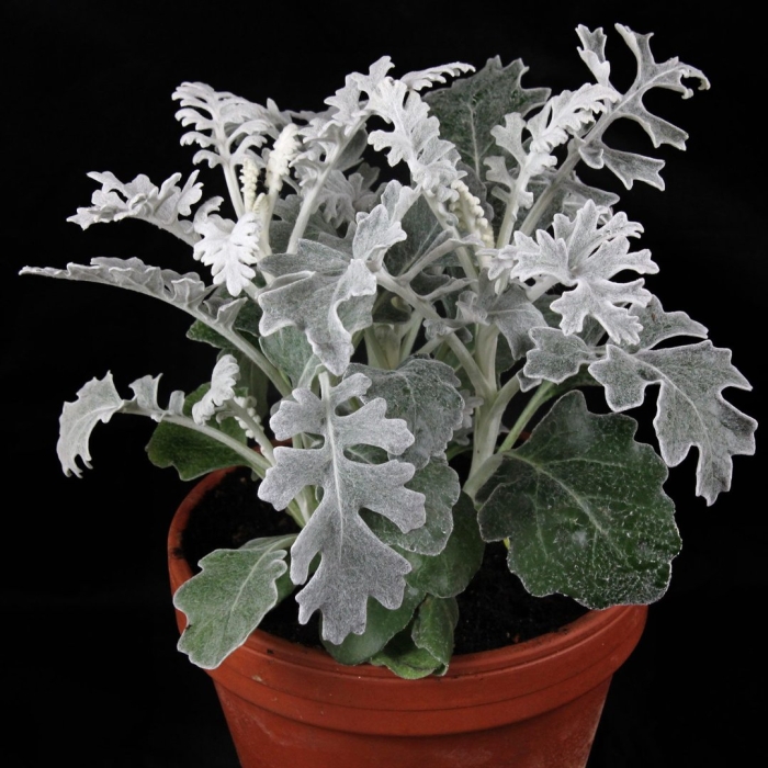 Цинерария сильвердаст