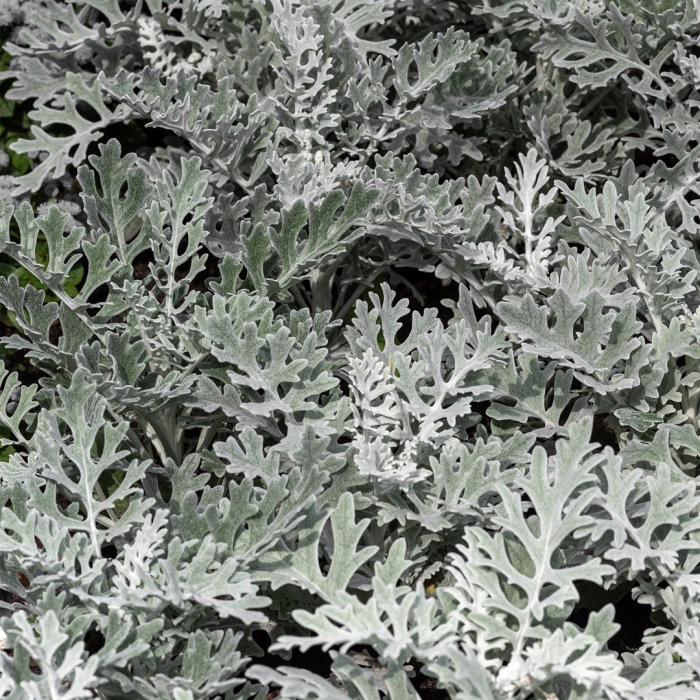 Цинерария крестовник пепельный