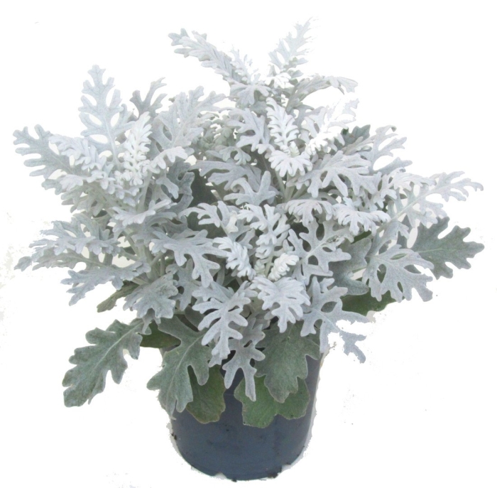 Сенецио цинерария