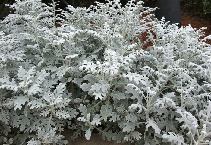 Цинерария приморская senecio cineraria