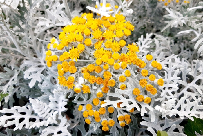 Цинерария приморская senecio cineraria