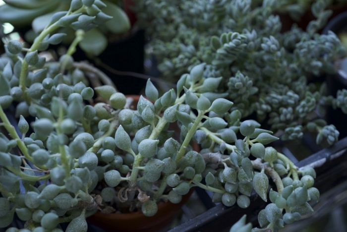 Суккулент сенецио