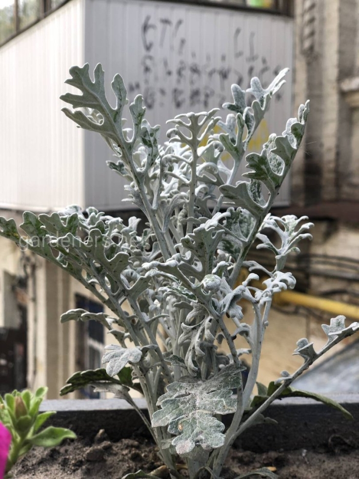 Цинерария приморская senecio cineraria