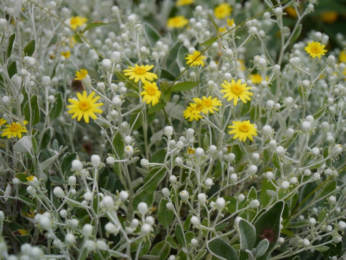 Крестовник растение