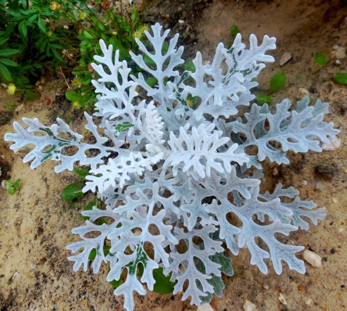 Цинерария приморская senecio cineraria