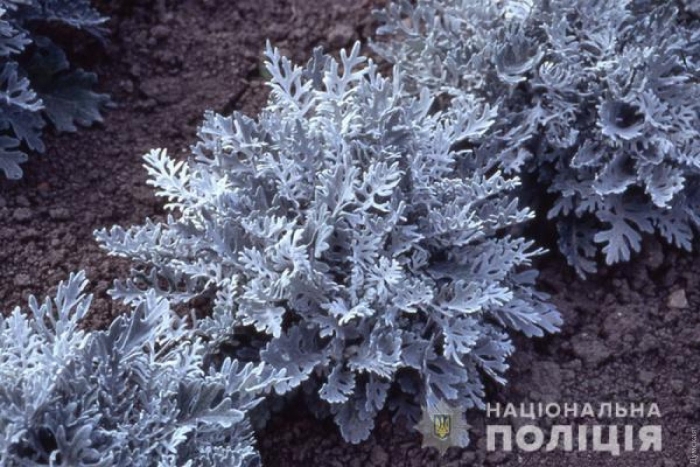 Цинерария приморская cineraria maritima