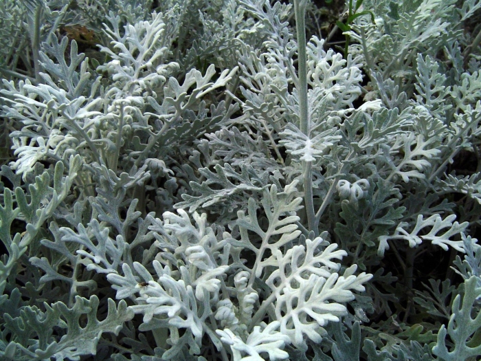 Цинерария приморская cineraria maritima