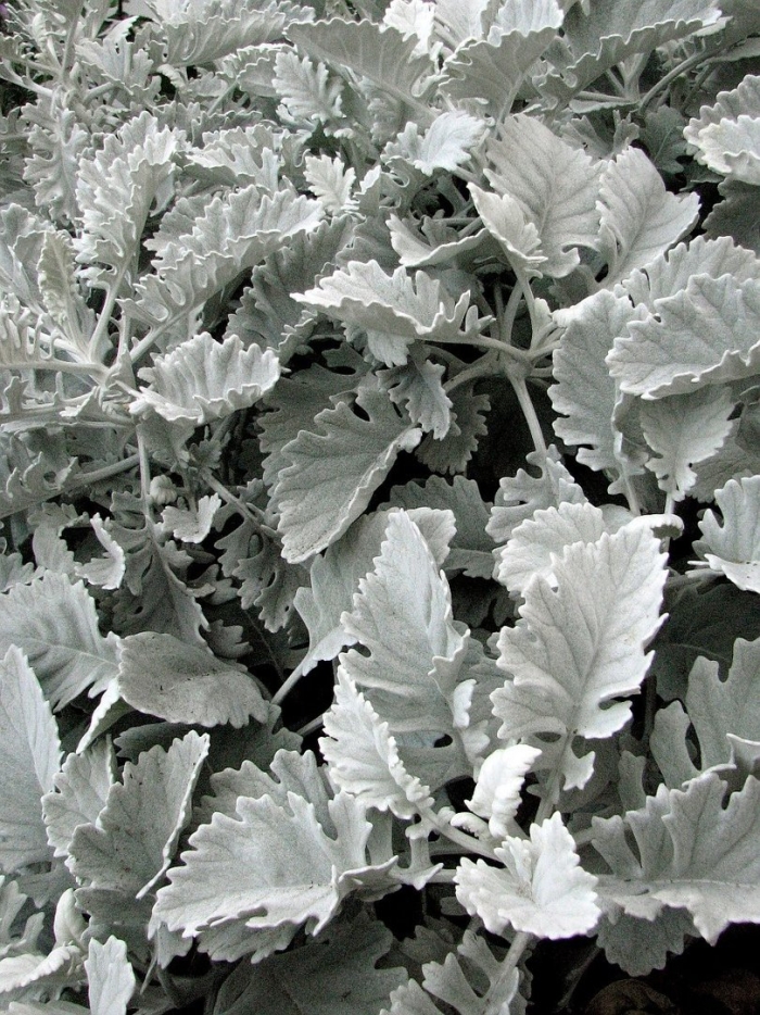 Senecio bicolor subsp cineraria