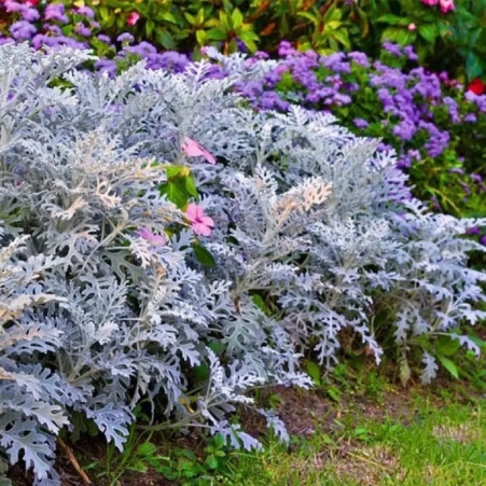 Серебристая цинерария