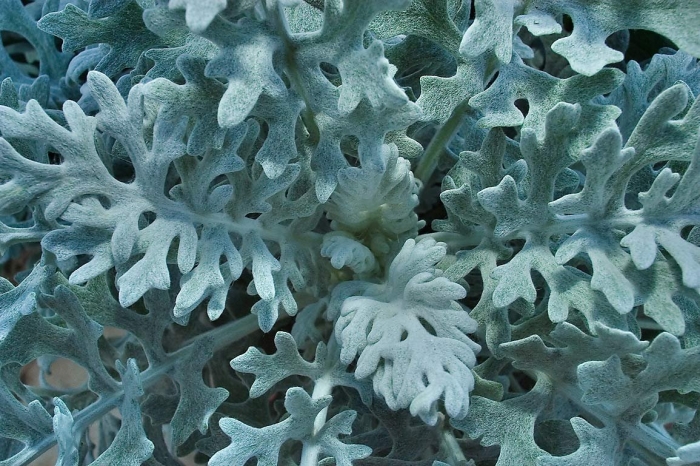 Цинерария приморская senecio cineraria