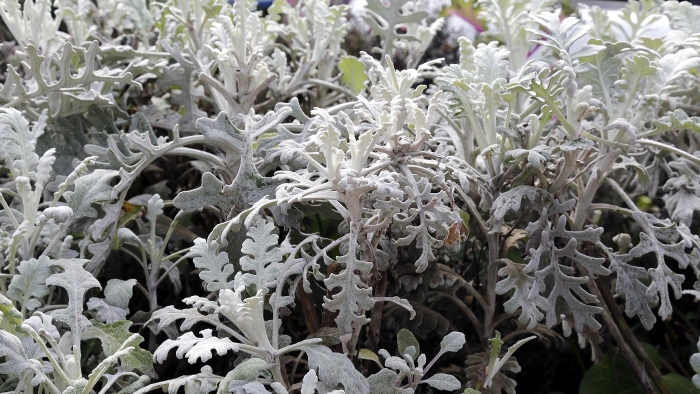 Цинерария приморская senecio cineraria