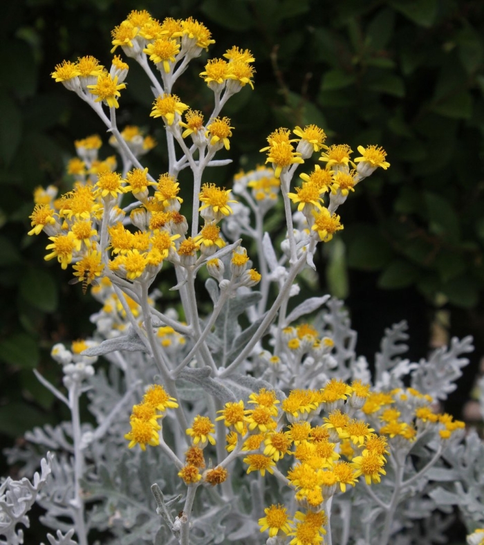 Крестовник сенецио