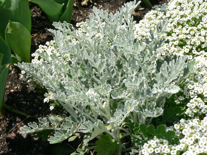 Cineraria maritima