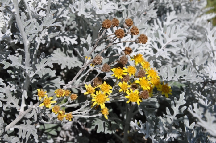 Цинерария приморская senecio cineraria
