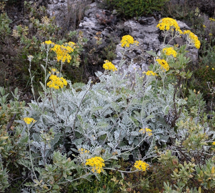 Крестовник обыкновенный полевой