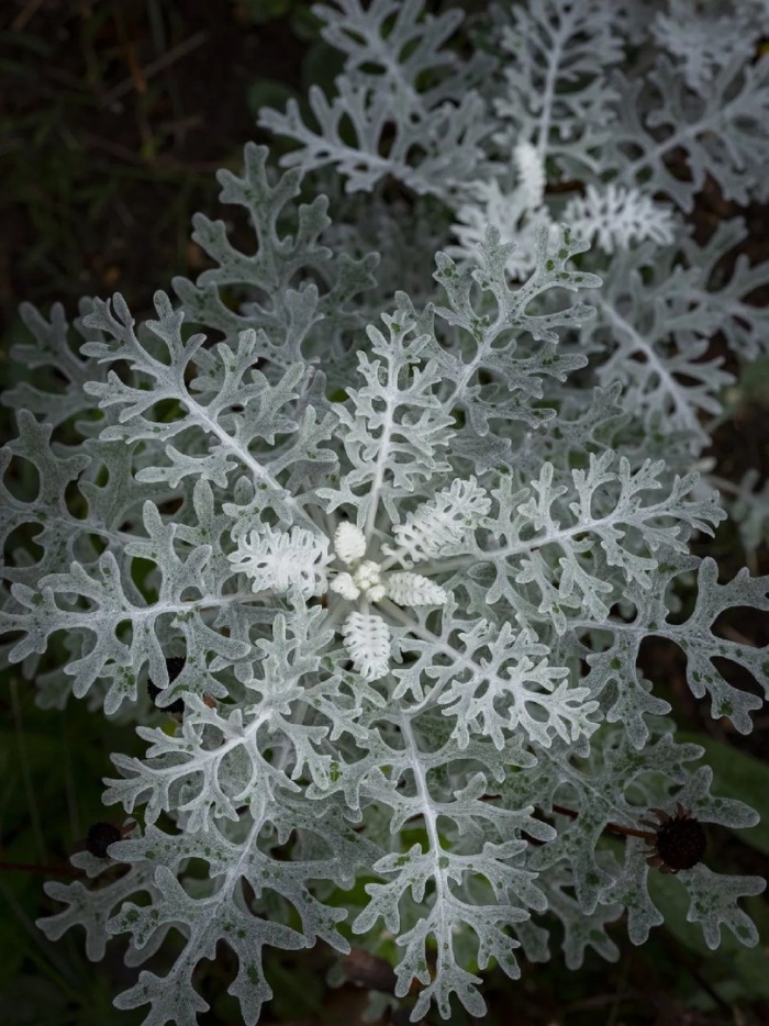 Цинерария приморская senecio cineraria