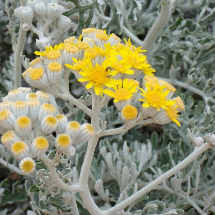 Крестовник саншайн