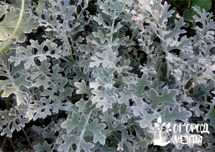 Цинерария приморская senecio cineraria
