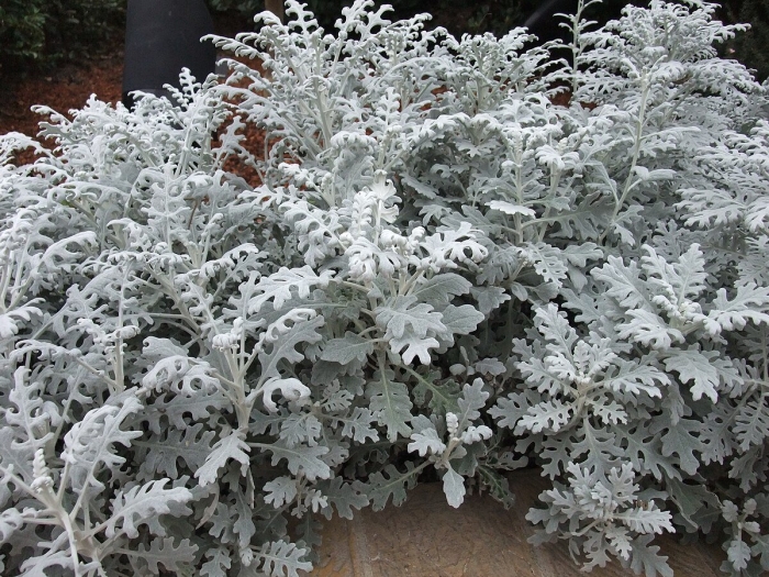 Цинерария приморская cineraria maritima