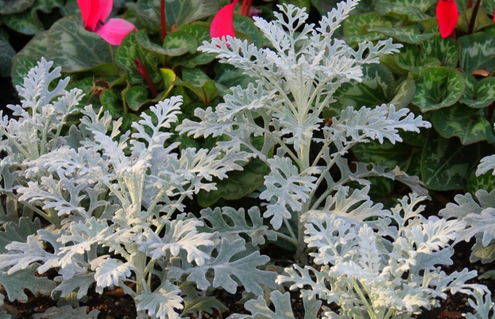 Цинерария приморская senecio cineraria