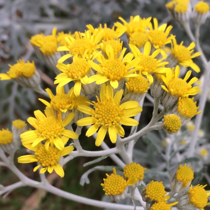 Senecio cineraria
