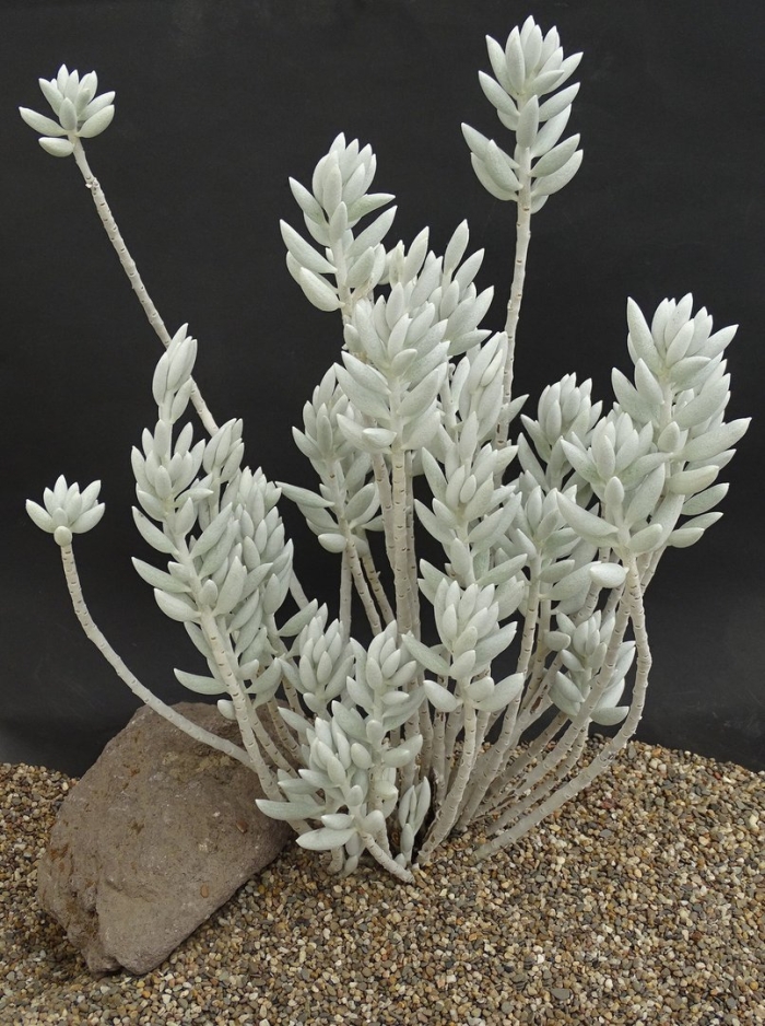 Senecio haworthii