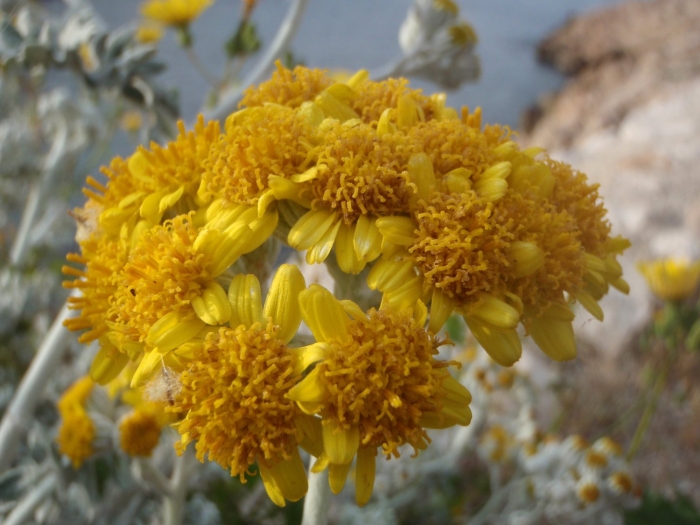 Крестовник senecio jacobaea