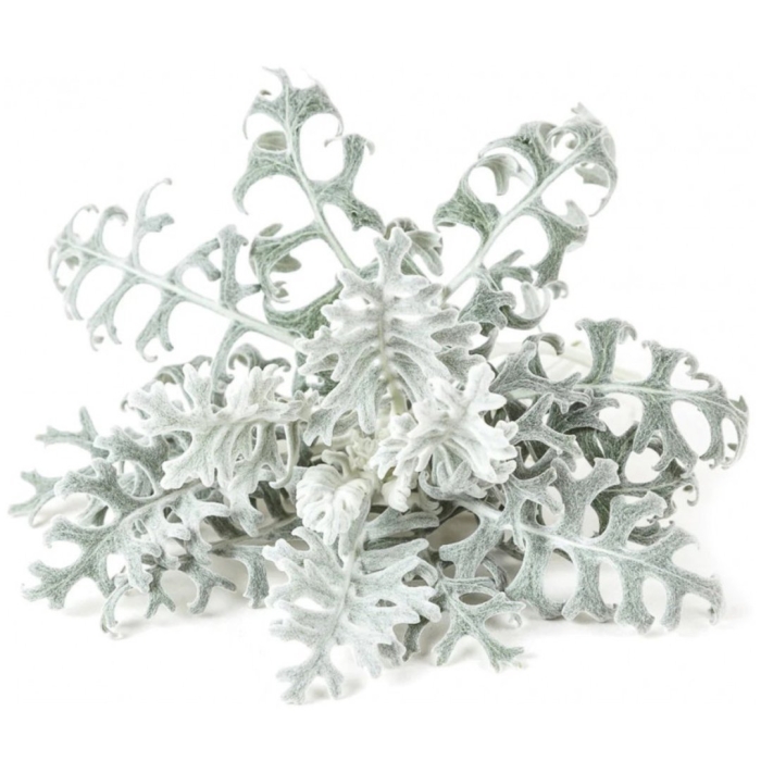 Цинерария крестовник