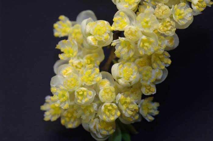 Литсея кубеба