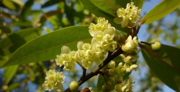 Osmanthus fragrans