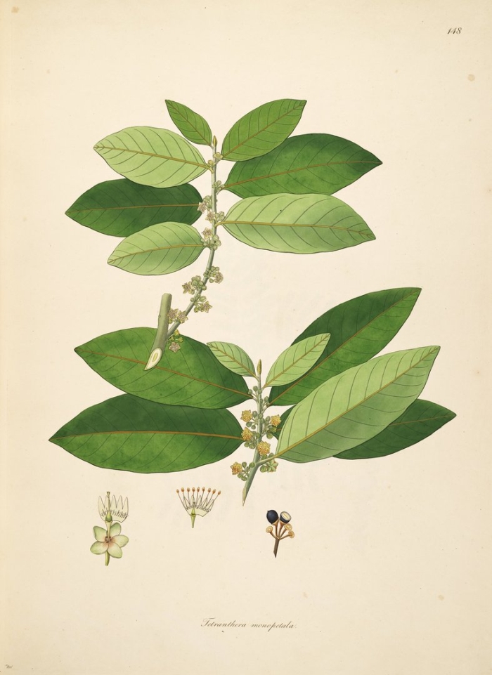 Ботаническая иллюстрация