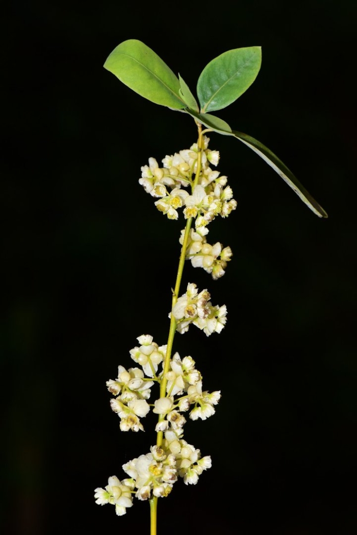 Литсея кубеба