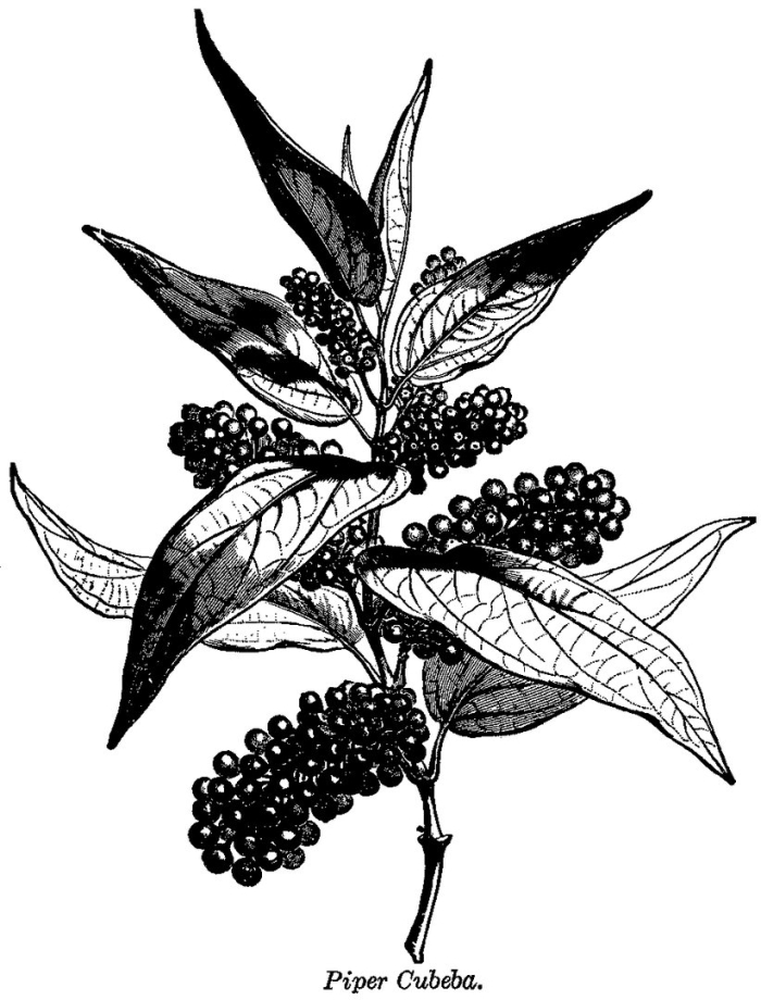 Черный перец