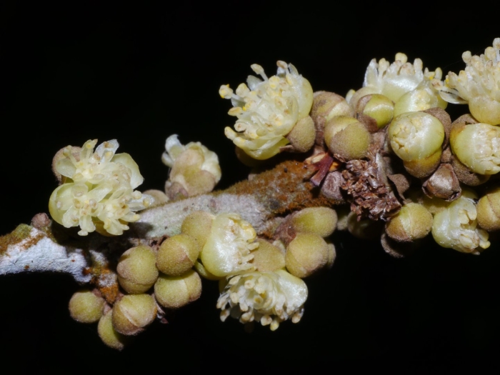 Литсеи кубеба