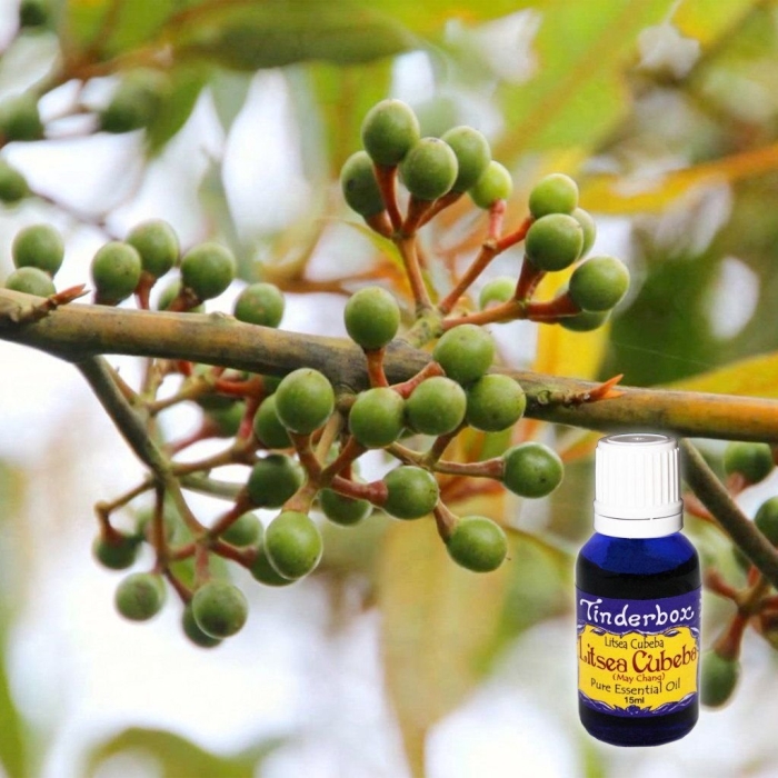 Литсея кубеба