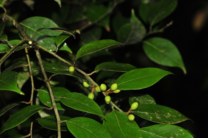 Rottboellia cochinchinensis