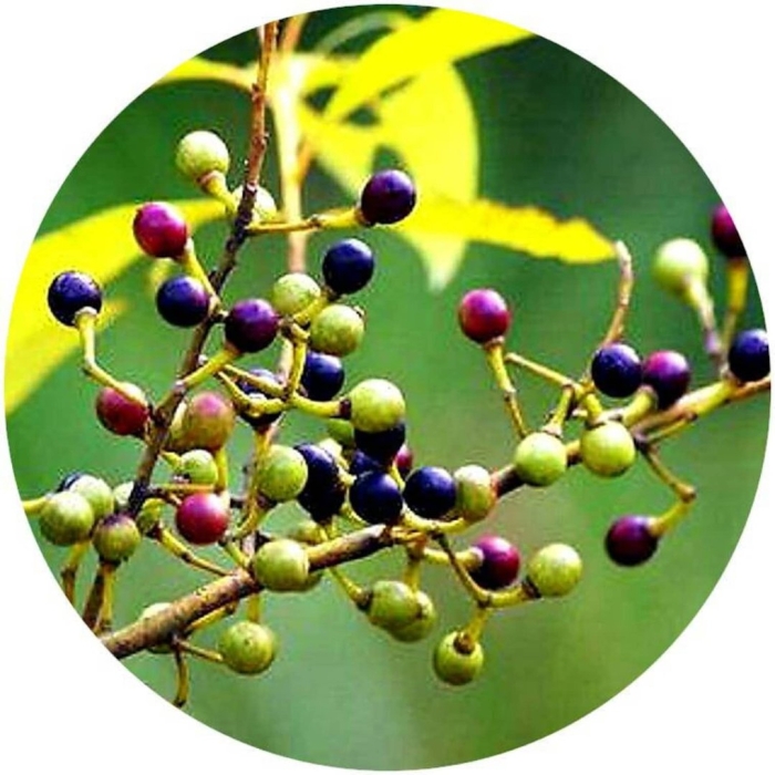 Амурский бархат дерево