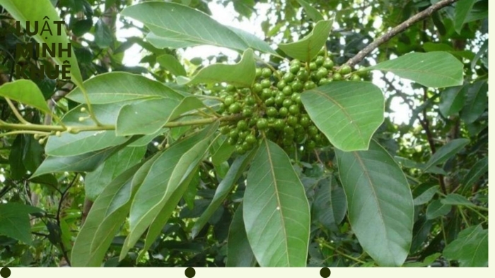 Litsea cubeba растение